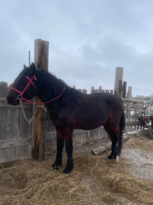 5 жасар айгыр сатылат