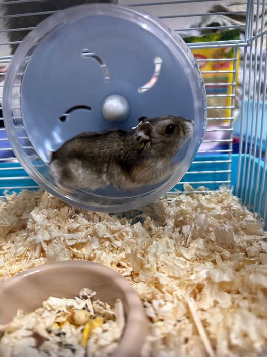 продам джунгарскогр хомяка вместе с клеткой Астана