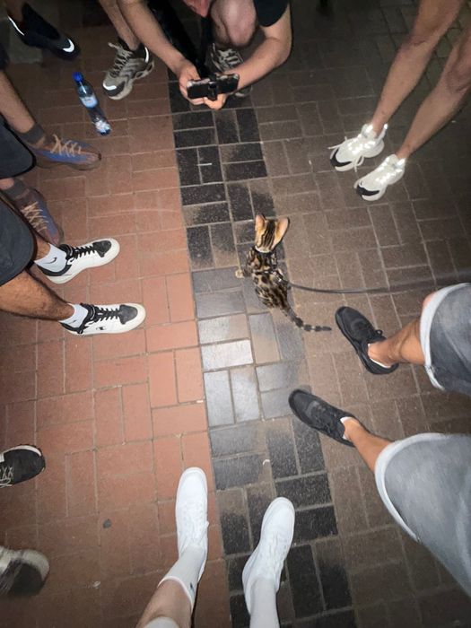 Бенгалски котка, малък тигър