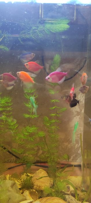 Продам аквариум 40 л со всем содержимым