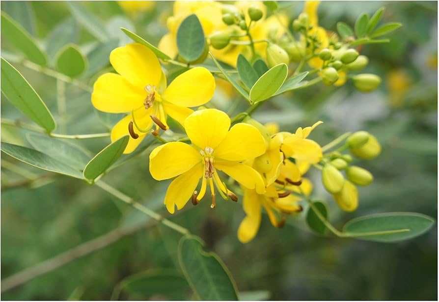 Cassia(Senna) occidentalis 40-50cm