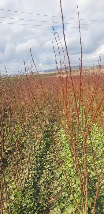 Producător pomi fructiferi