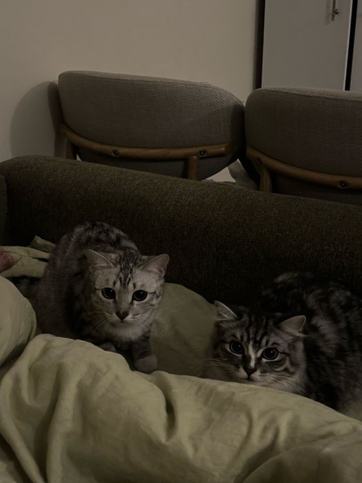 Отдаем котов в хорошие руки