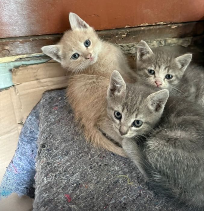Отдам рыжего котенка 2 месяца