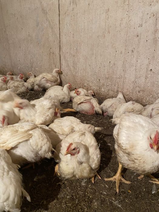 Бройлерные куры жолтые