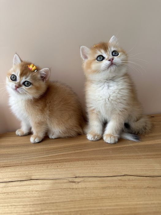 Котята с домашнего питомника