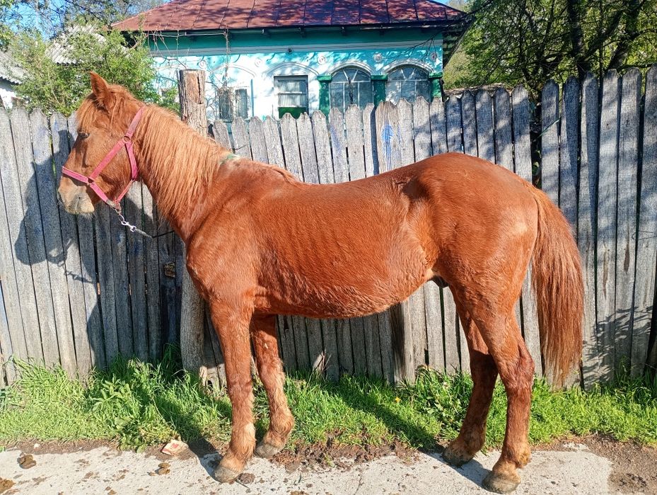 Se vinde cal castrat  de 7 ani cuminte accept orice proba