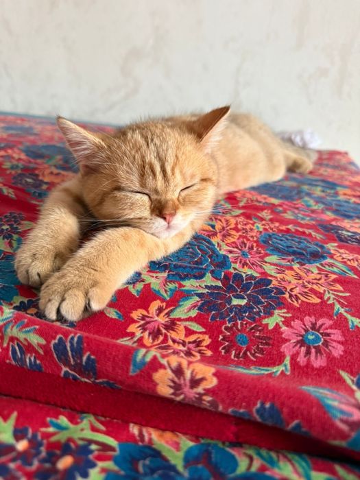 Продается кошка в хорошие ручки