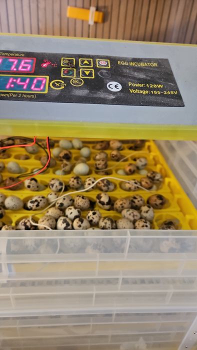 Пъдпъдъчи яйца за консумация и размножаване