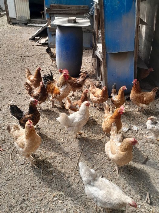 Продам курей 24шт