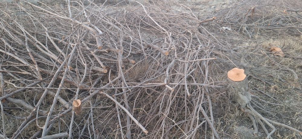 Daraxt o‘tin sotiladi,  kovlangan, kesilgan