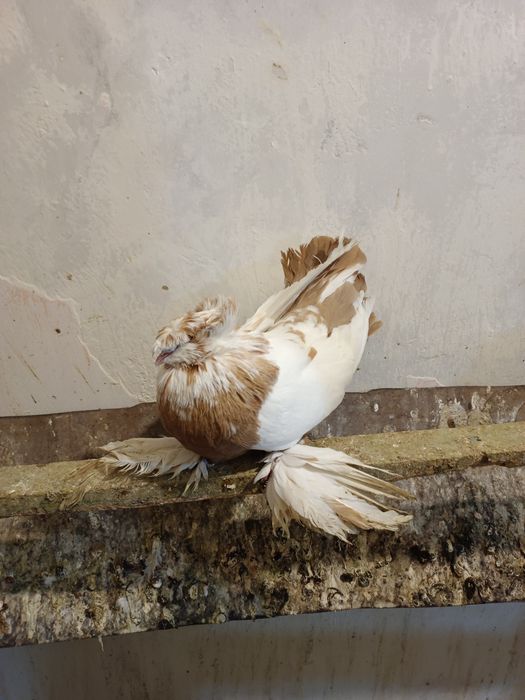 Продаются голуби