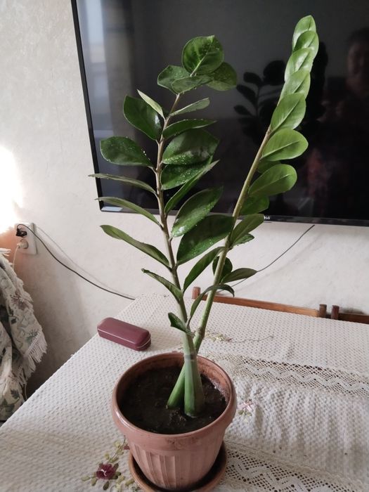 Долларовое дерево замиокулькас