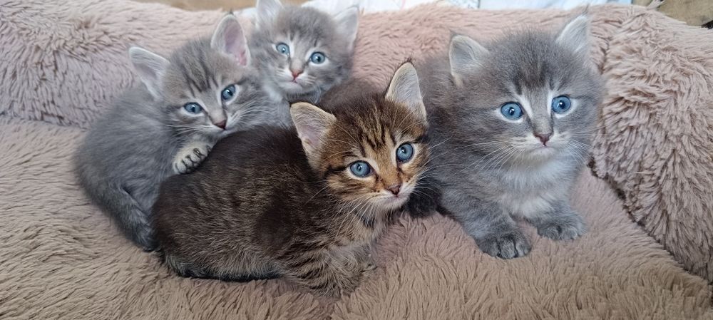 Отдам котят в добрые руки
