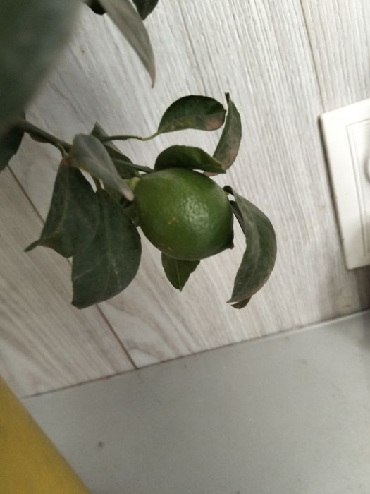 Продам лимонные деревья