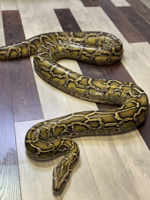 Тигровый Питон очень Крупный