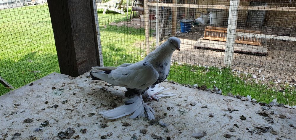 Голуби бойные разных мастей