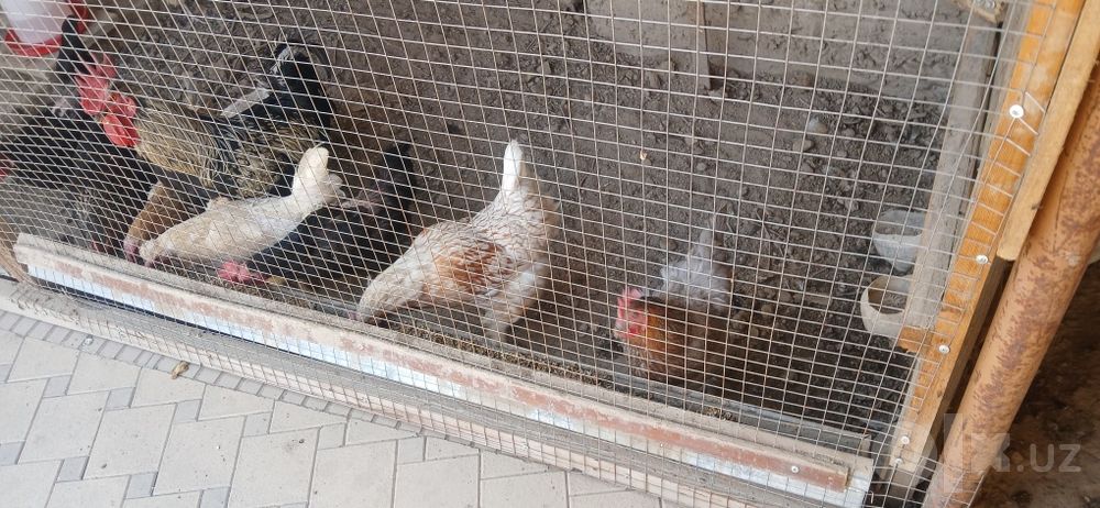 ПРОДАЁТСЯ 9 кур 1 петух
