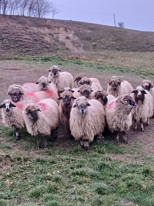Vând lot 17 oi frumoase