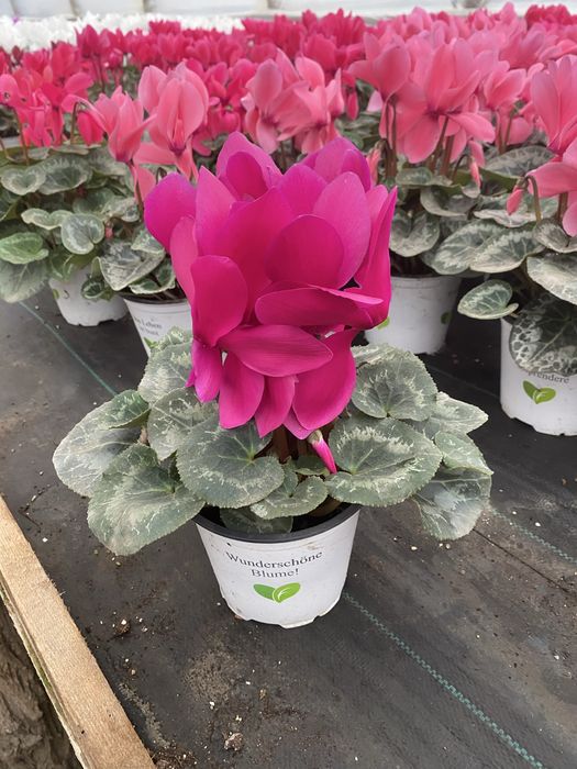 Vand ciclamen 15 lei