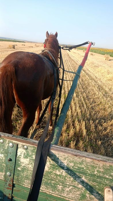 Vând harmasar 6 ani