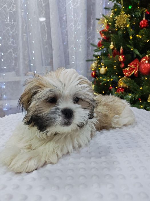 Продам щенка ши тцу.