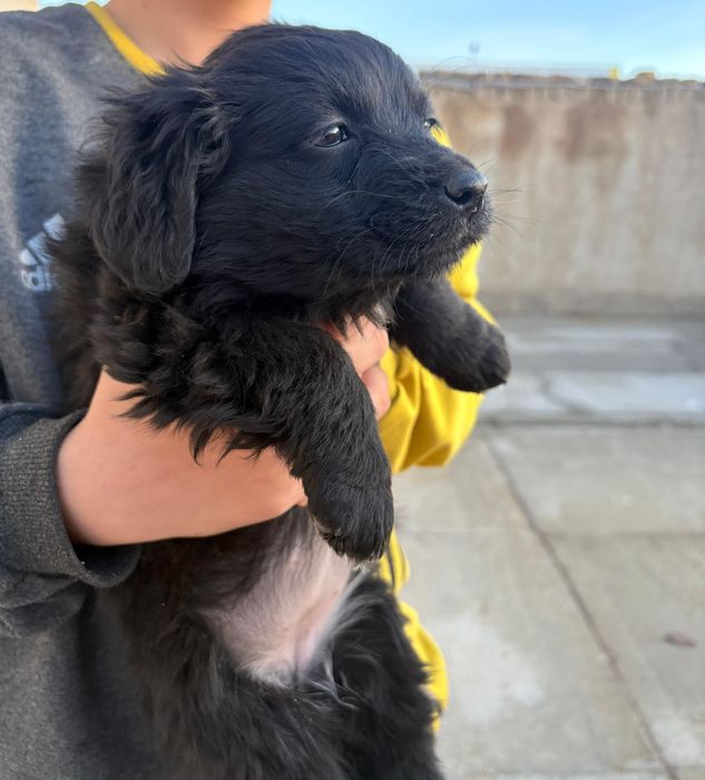 Охотничьи щенки бесплатно