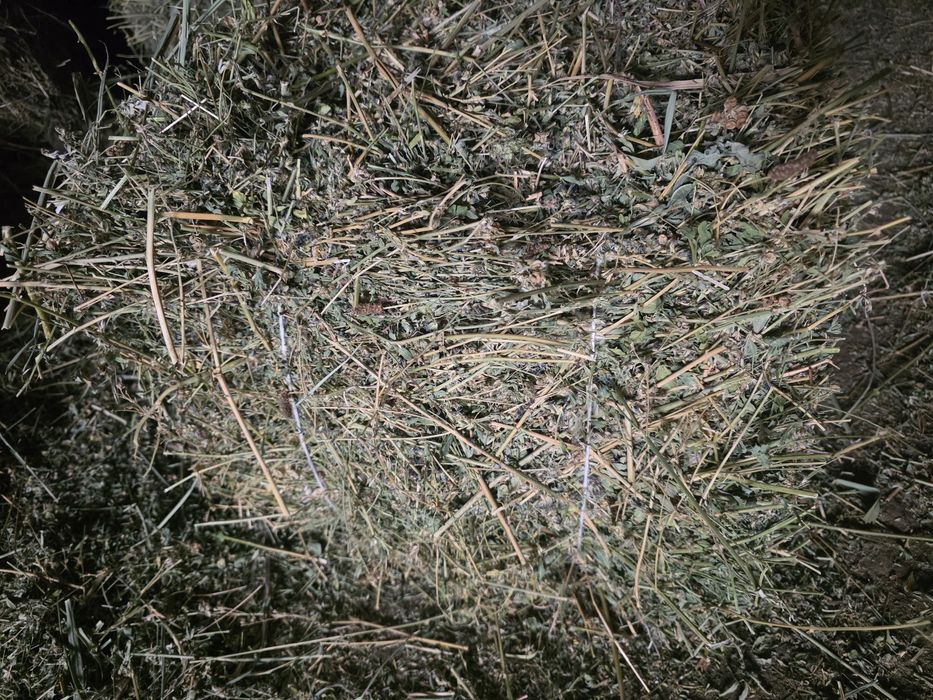 Клевер жоңышқа 45 пресс