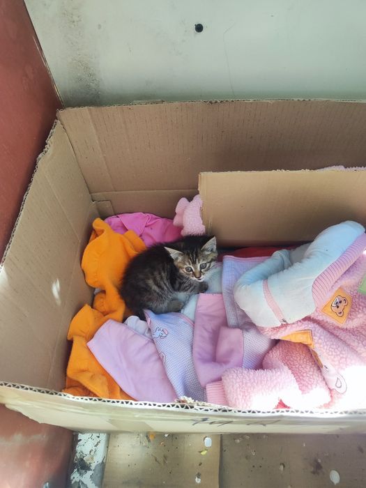 Котенок девочка 2 месяца