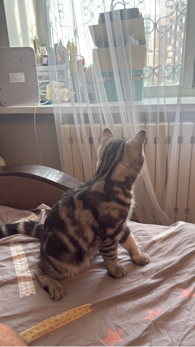 Британская кошка