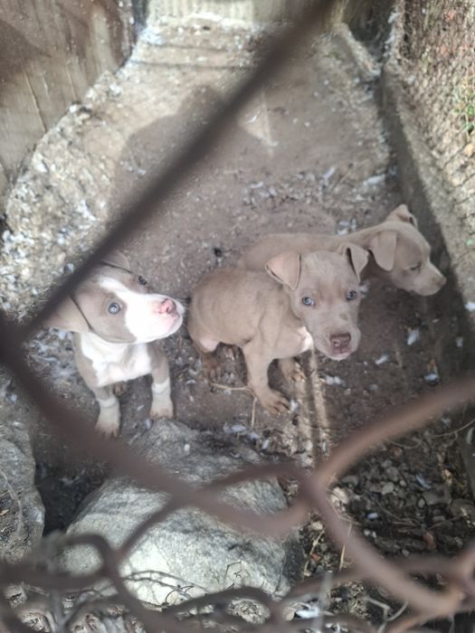 Продават се 2 женски 1 мъжко