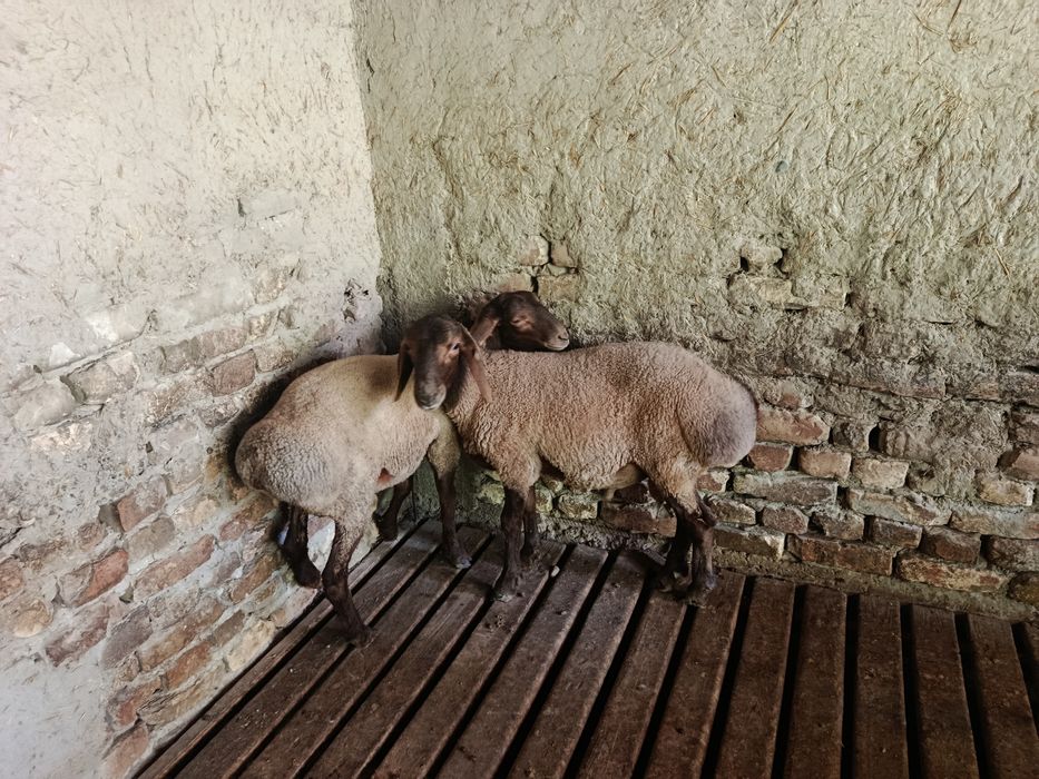 Hisori qo'ylar sotiladi