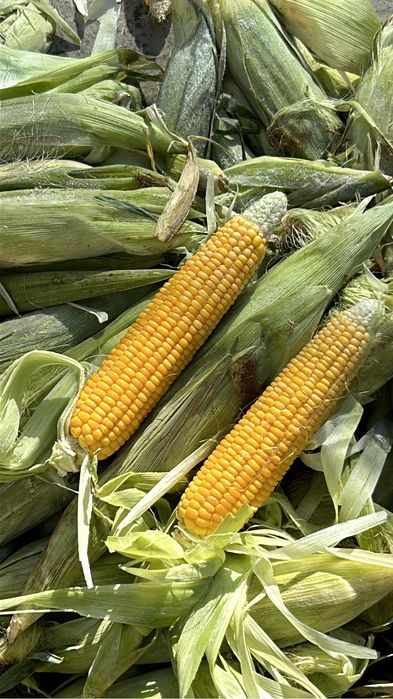 Замороженная кукуруза жугері