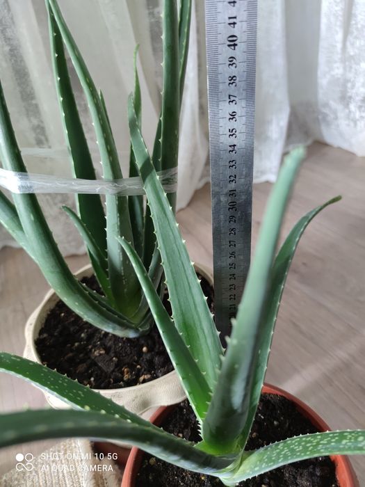 Продам Алоэ -вера 2тыс