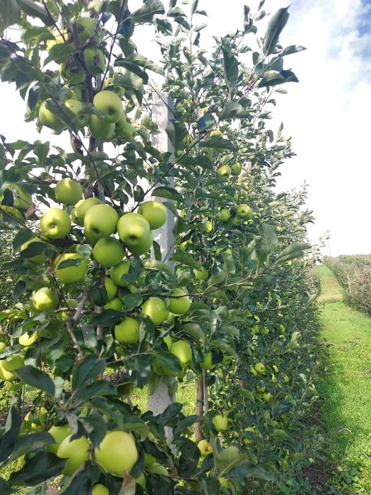 Vand mere Mere Golden,Idared,Gala