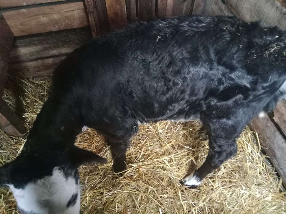 Срочно продам тёлочку