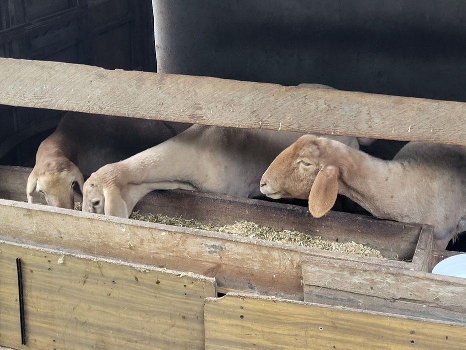 Арашан кучкор солулар