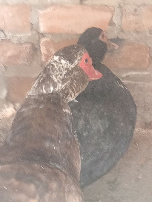 Индоутка селезный, молодые яйцо несут.