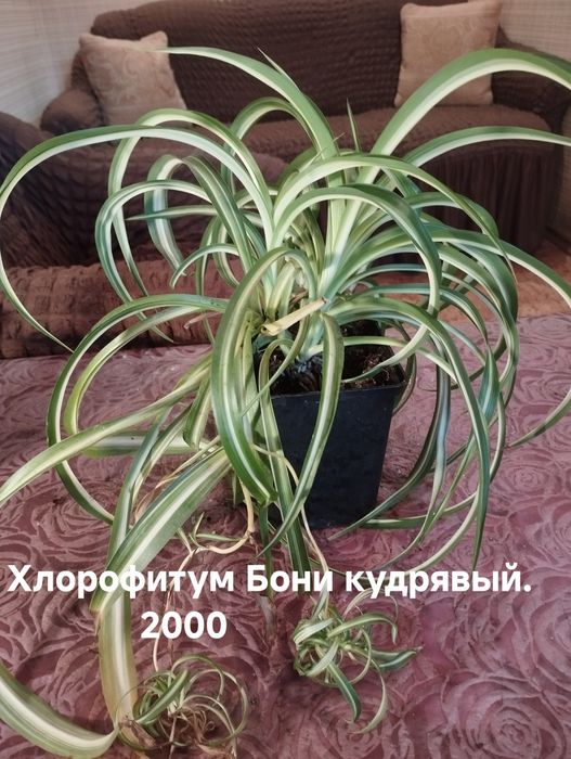 Продам комнатные растения