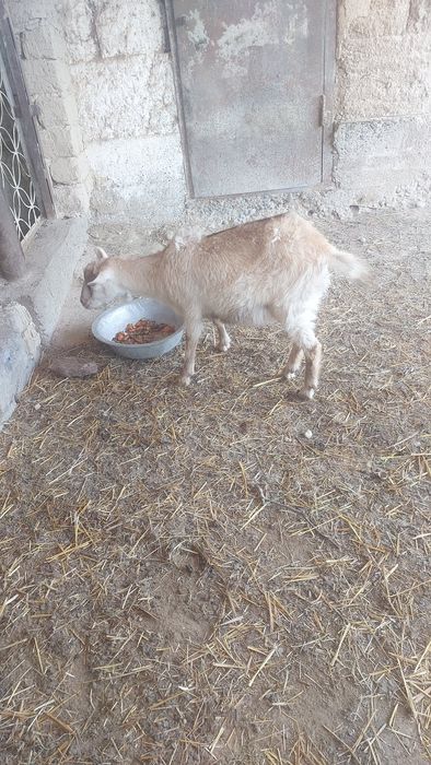 Продаётся козочки