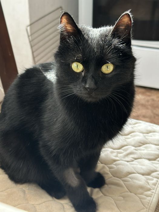 Котенок ищет дом