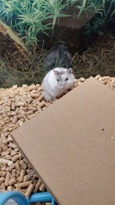 Хомяки из Зоомагазина