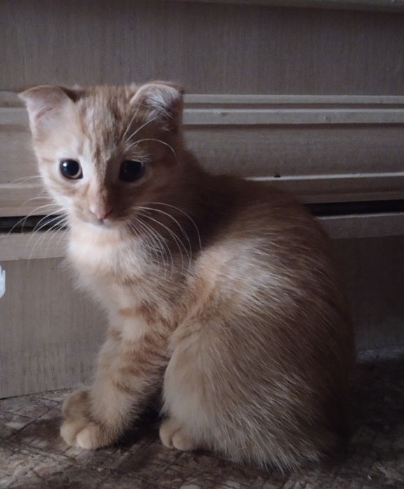 Отдам котят в добрые руки