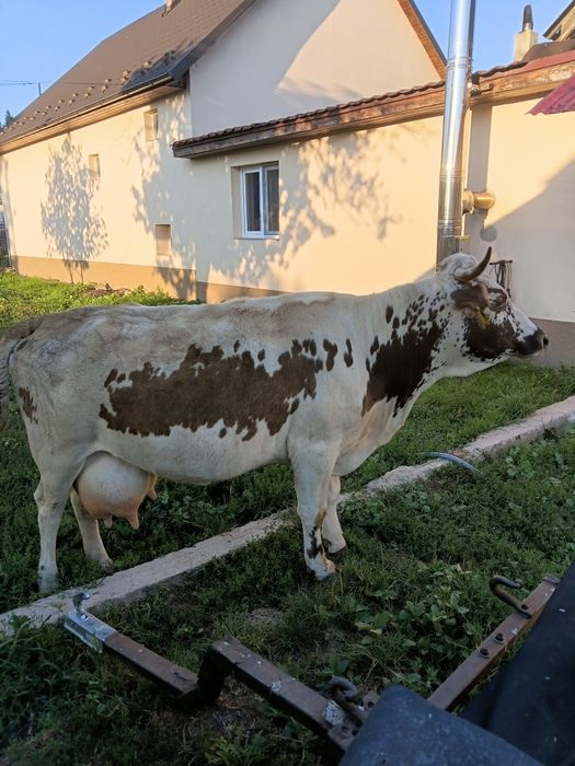 Vând vacă cu vițel