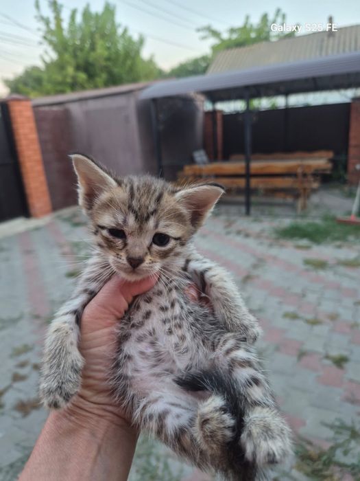 Отдам котят в добрые руки