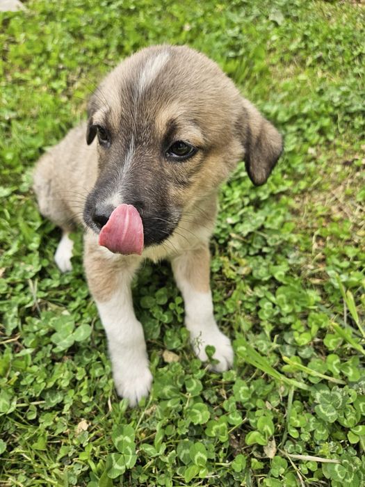 Подарявам кученца