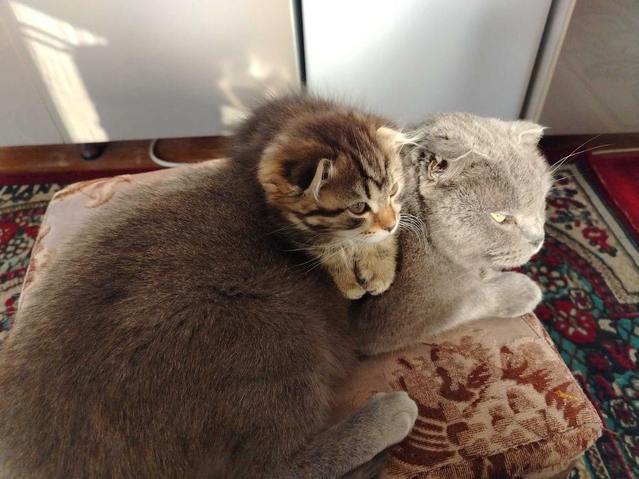 Мушукча сотилади