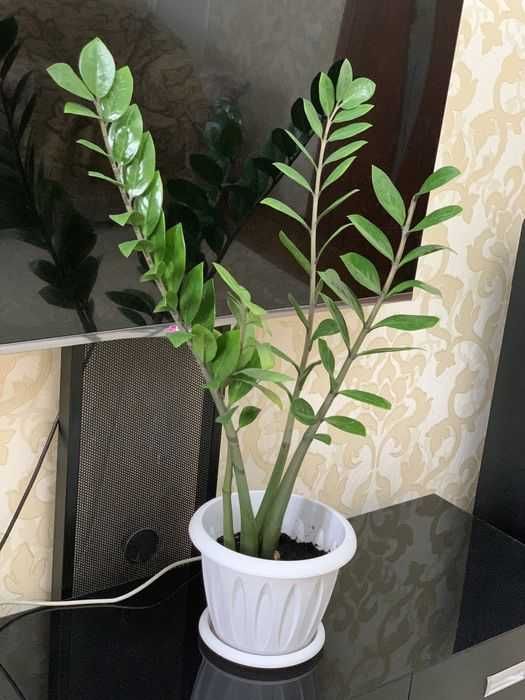 Продам Долларовое дерево