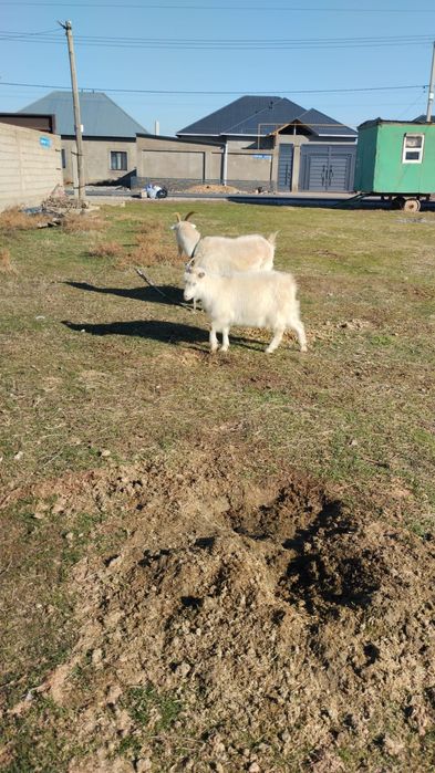 Ешкілер,лақтарымен