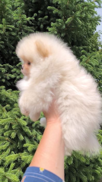 Кукольный мальчик померанского шпица